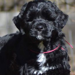 Portuguese Water Dog Puppies from Allegiance Portuguese Water Dogs