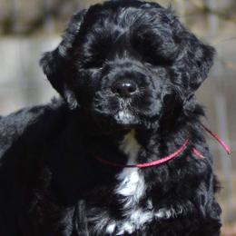 Portuguese Water Dog Puppies from Allegiance Portuguese Water Dogs