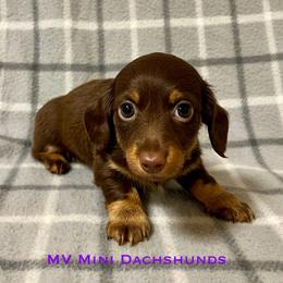 Topaz - Chocolate and tan female Dachshund puppy in Carlsbad, Texas from MV Mini Dachshunds