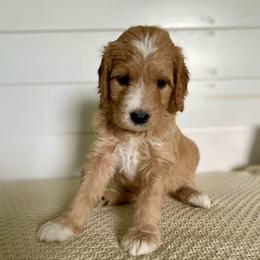 Felix - Red  male Goldendoodle puppy in Stanford, Kentucky from Holloway Goldendoodles