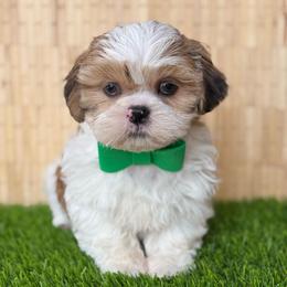 Fade - Brindle male Shih Tzu puppy in San Tan Valley, Arizona from My Puppy Tzu