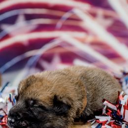 Belgian Malinois Puppies from Blue Shield Malinois