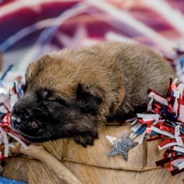 Belgian Malinois Puppies from Blue Shield Malinois