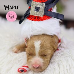 Maple - Caramel female Australian Labradoodle puppy in Redding, California from Shasta Royal Monroe Puppies