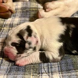 Peach - Harlequin female Great Dane puppy in Marlow, New Hampshire from Fox Hill Danes