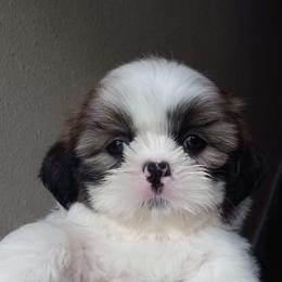 Shih Tzu and Yorkshire Terrier Puppies from Thorntons Fur Crew