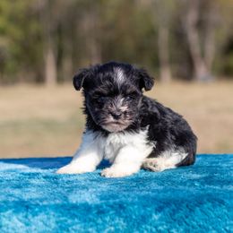 Buster - Parti male Miniature Schnauzer puppy in Ferris, Texas from Vigilante Mini Aussies and Schnauzers