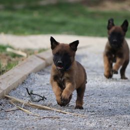 Belgian Malinois Puppies from Grit & Grace Malinois