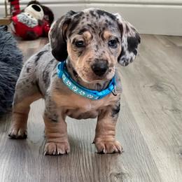 Han - Dapple male Dachshund puppy in Meridian, Id 83646 3658, Idaho from Boise Best Mini Dachshunds