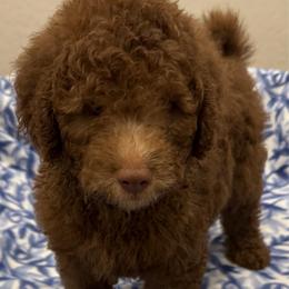 Buddy - Chocolate male Goldendoodle puppy in Maricopa, Arizona from AZ Designer Goldendoodles