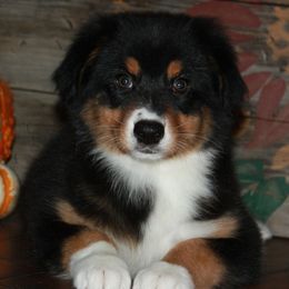 Australian Shepherds, Miniature Australian Shepherds, and Toy Australian Shepherds from Circle JTS Ranch
