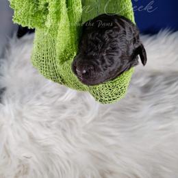 Poodle Puppies from Northern Creek