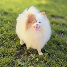 Pheonix - Pomeranian