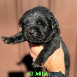 Luke - Black male Labrador Retriever puppy in Sullivan, Missouri from O’Dell Labs