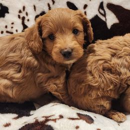 Cavapoos, Cotons de Tulear, Maltipoos, and Poodles from Mid Sized Maltipoos and More LLC