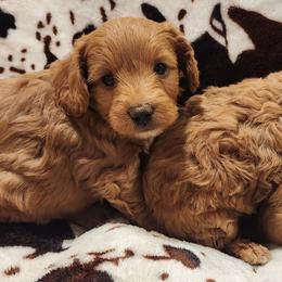 Cavapoos, Cotons de Tulear, Maltipoos, and Poodles from Mid Sized Maltipoos and More LLC