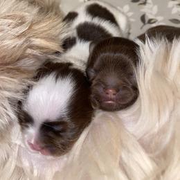 Shih Tzu Puppies from It’s a Shih Tzu world
