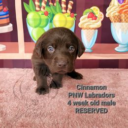 Boy 9 - Chocolate Labrador Retriever puppy in Rogue River, Oregon from PNW Labradors