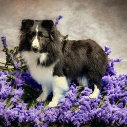 Shetland Sheepdog puppies from Excelsior Shetland Sheepdogs