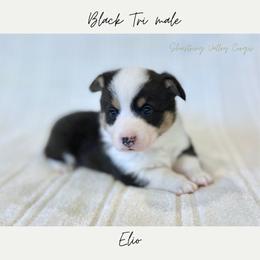 Elio - Black and tan male American Corgi puppy in Onalaska, Washington from Shoestring Valley Corgis