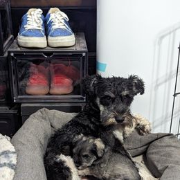 Miniature Schnauzer Puppies from Black Star Farm