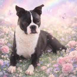 Raven - Boston Terrier