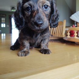 Dachshund and Goldendoodle Puppies from Rustic Acres Dachshunds & Doodles
