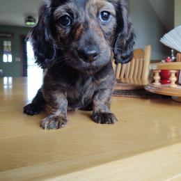 Dachshund and Goldendoodle Puppies from Rustic Acres Dachshunds & Doodles