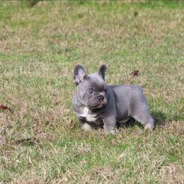 Frick - Tricolors male French Bulldog puppy in Gore, Oklahoma from Freedom Frenchies N Bostons