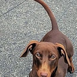 Dachshund All Grown Up from Neens Weens Kennels
