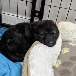 German Shepherd Puppies from Reign Land