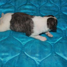 Thomas - Fawn brindle male Whippet puppy in Charleston, Tennessee from Nefer's Kennel