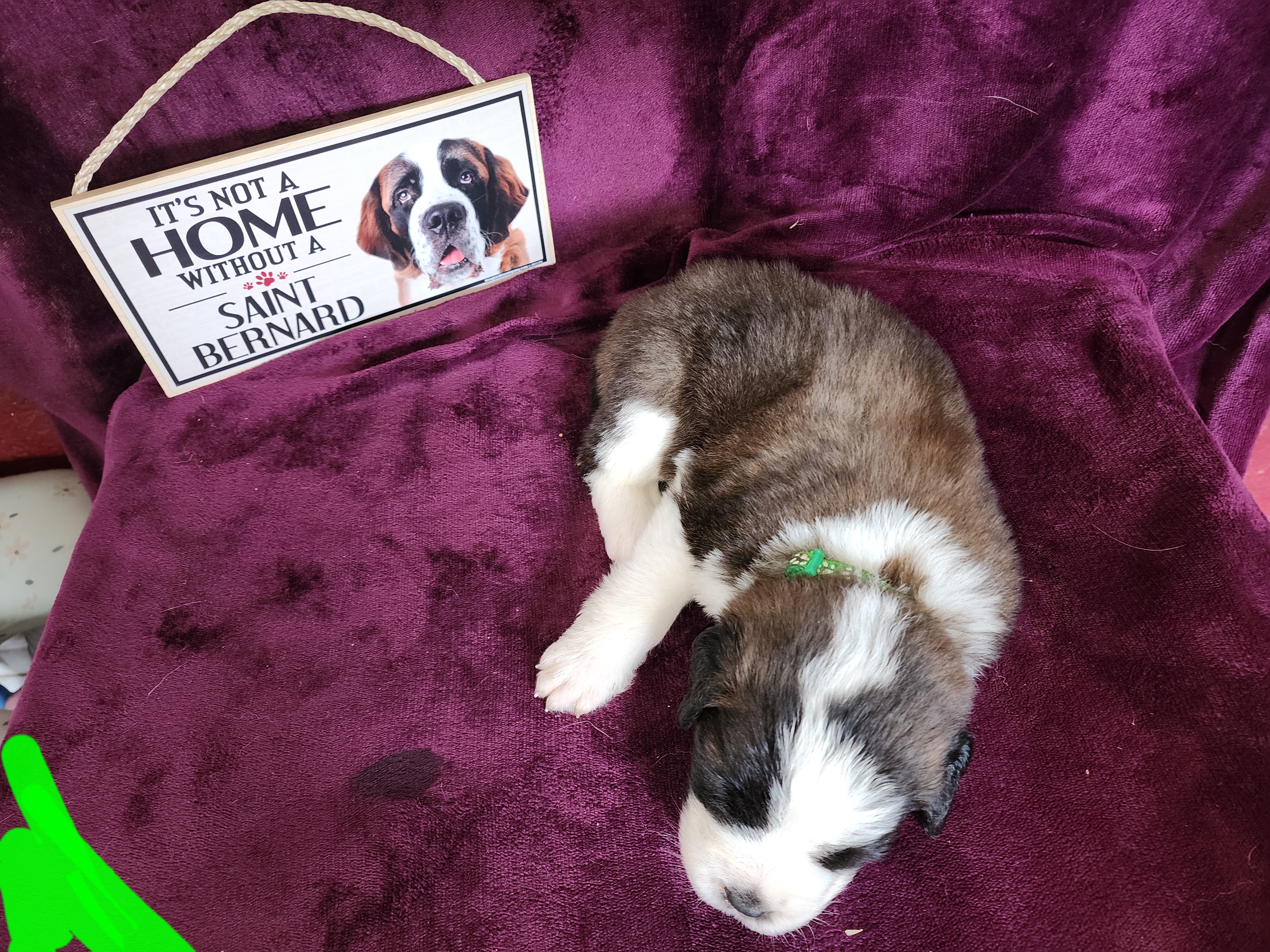 Saint Bernard Puppies from Tonya Tate's Saint Bernards