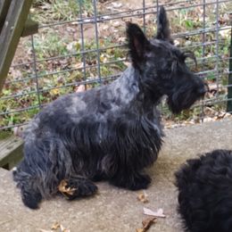 Jasper - Scottish Terrier