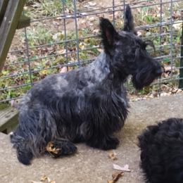 Jasper - Scottish Terrier