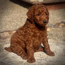 Purple Collar Girl - Red  female Poodle puppy in Modesto, California from Dry Creek Poodles