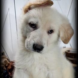 Artemis - White male German Shepherd puppy in Sequim, Washington from German Shepherd Haus