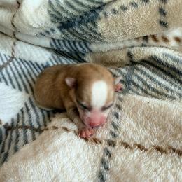 Fiona - Merle female Pomsky puppy in Doon, Iowa from Luxury Pomsky