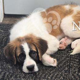 Nelli - White and brown female Saint Bernard puppy in Kaukauna, Wisconsin from Holtz Family Saints
