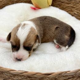 Chyna - Sable and white female American Corgi puppy in Casper, Wyoming from Flying Note Shorties