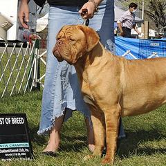 Barbie - Dogue de Bordeaux