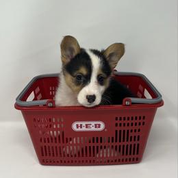 Snowflake - Black and tan female Pembroke Welsh Corgi puppy in Waco, Texas from The Comma Corgis