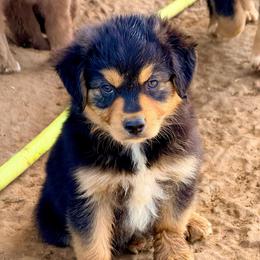 Thunder - Black tri-color male Australian Shepherd puppy in Mineral Wells, Texas from A6 Australian Shepards