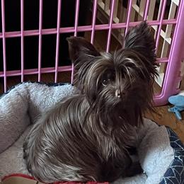 Chanel - Yorkshire Terrier