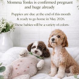 Cavapoochon puppies from Anchor Dogs