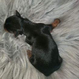 Boy 1 - Black and tan male Yorkshire Terrier puppy in Cottageville, South Carolina from Mandy's Poodle's