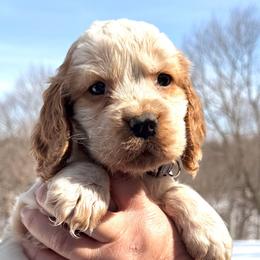 Texas - Lemon and white male English Springer Spaniel puppy in Bay City, Wisconsin from Springer Hills Farm