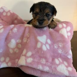 Cookie - Black and tan female Yorkshire Terrier puppy in Beulaville, North Carolina from Sunset Ranch