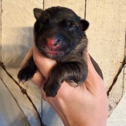 Sable girl 2 - Sable female German Shepherd puppy in California from Singleton Shepherds