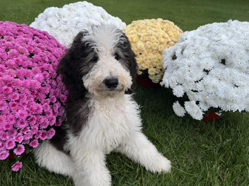 Poocrew in Rhode Island Poodle puppies Good Dog